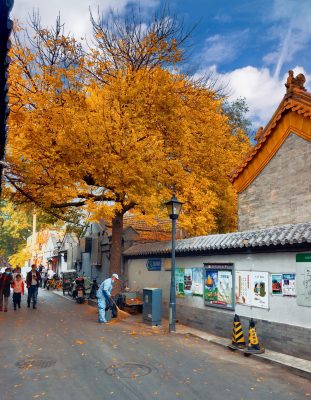 Vẻ đẹp mùa thu tại Bắc Kinh đẹp đến nao lòng