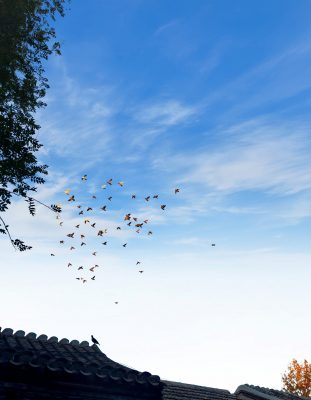 Mùa thu cũng là mùa của những cánh chim di cư