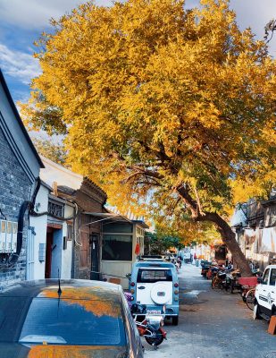 Đặc điểm của những con hẻm tại Bắc Kinh là nhỏ, tuy nhiên lại mang đến cảm giác yên bình đến lạ