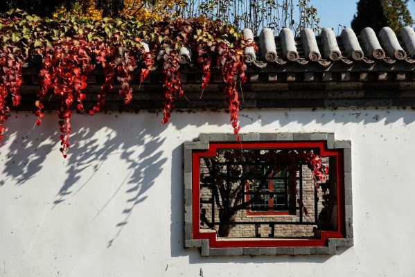 Những chiếc lá ngũ diệp địa cẩm vấn vít bên mái ngói cổ kính