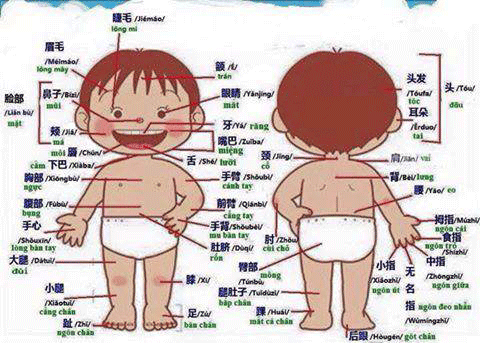 Từ vựng BJ38 Trang Đăng Nhập chủ đề cơ thể Người