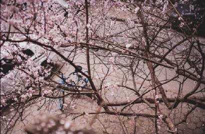 Một vẻ đẹp vừa bình dị, vừa yên ấm, không khỏi khiến tim ta khựng lại