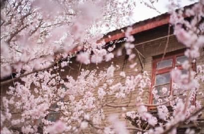 Hoa đào chính là một trong những dấu hiệu báo hiệu Tết đến