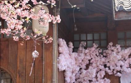 Hoa đào khoe sắc ngày Tết Nguyên Đán