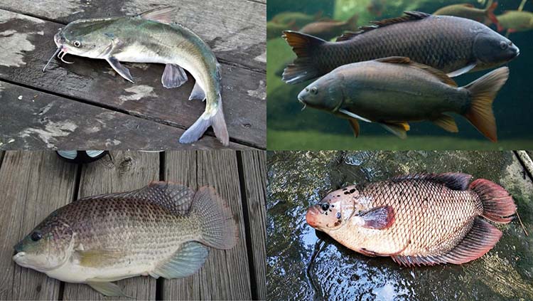 Từ vựng BJ38 Trang Đăng Nhập các loại cá nước ngọt