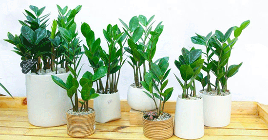 Cây kim tiền: Tượng trưng cho sự dư dả và giàu có