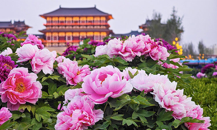 Biểu tượng thiên nhiên và nghệ thuật sống